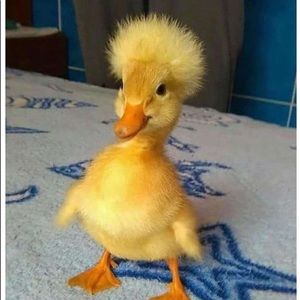 Meet your Posher, Victoria